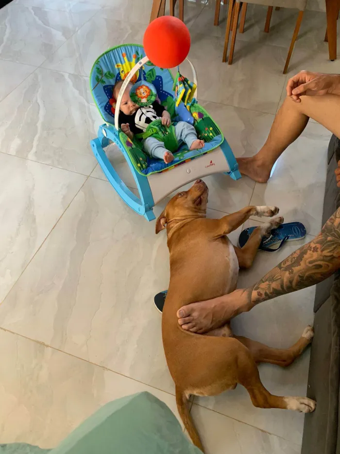 Cachorro ra a Pit-Bull idade 2 anos nome Bruce