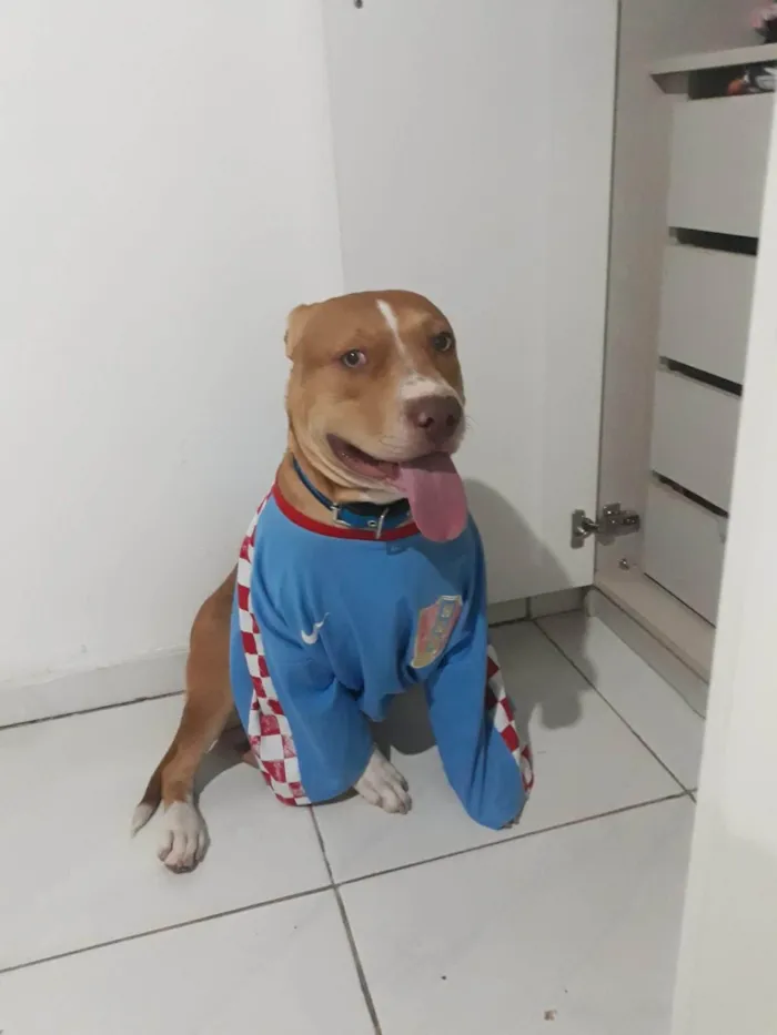 Cachorro ra a Pit-Bull idade 2 anos nome Bruce