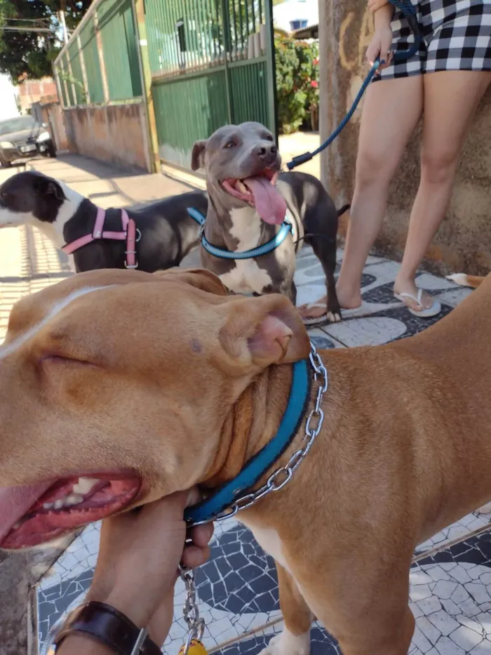 Cachorro ra a Pit-Bull idade 2 anos nome Bruce