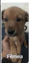Filhotinhos