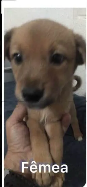 Cachorro ra a SRD-ViraLata idade Abaixo de 2 meses nome Filhotinhos