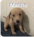 Filhotinhos