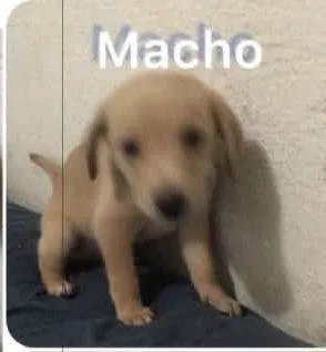 Cachorro ra a SRD-ViraLata idade Abaixo de 2 meses nome Filhotinhos