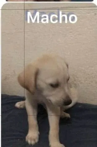 Cachorro ra a SRD-ViraLata idade Abaixo de 2 meses nome Filhotinhos