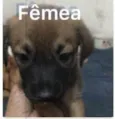 Filhotinhos