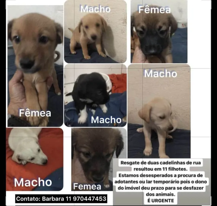 Cachorro ra a SRD-ViraLata idade Abaixo de 2 meses nome Filhotinhos