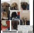 Filhotinhos