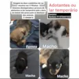 Filhotinhos