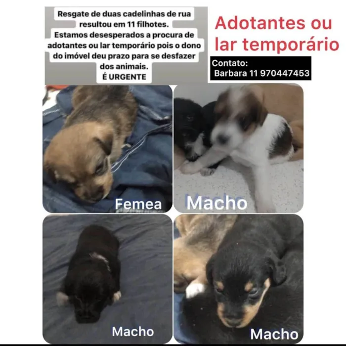 Cachorro ra a SRD-ViraLata idade Abaixo de 2 meses nome Filhotinhos