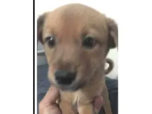 Cachorro raça SRD-ViraLata idade Abaixo de 2 meses nome Filhotinhos
