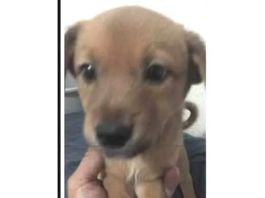 Cachorro ra a SRD-ViraLata idade Abaixo de 2 meses nome Filhotinhos