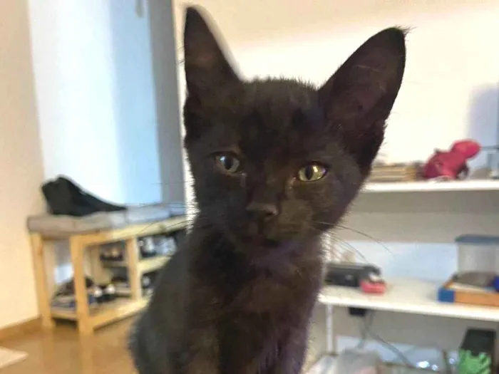 Gato ra a Srd idade Abaixo de 2 meses nome Dalila