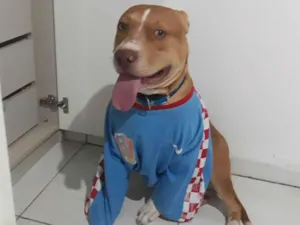 Cachorro raça Pit-Bull idade 2 anos nome Bruce