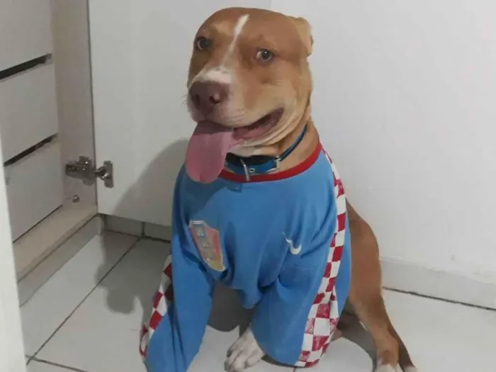 Cachorro ra a Pit-Bull idade 2 anos nome Bruce