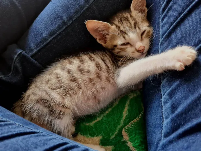 Gato ra a idade 2 a 6 meses nome Sem nome