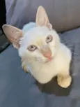 Mingau 