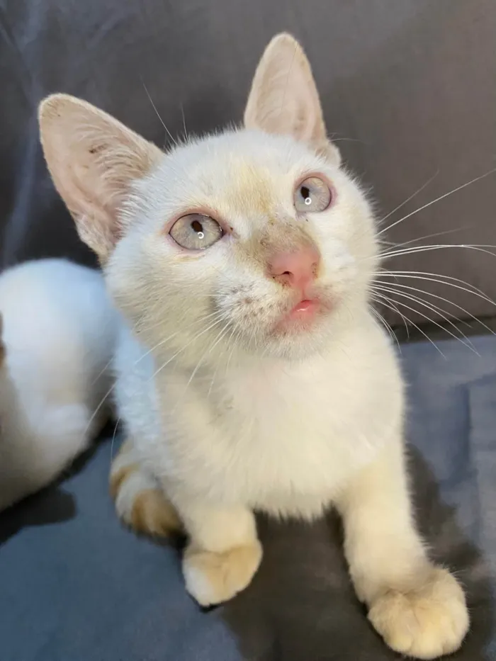 Gato ra a SRD-ViraLata idade 2 a 6 meses nome Mingau 