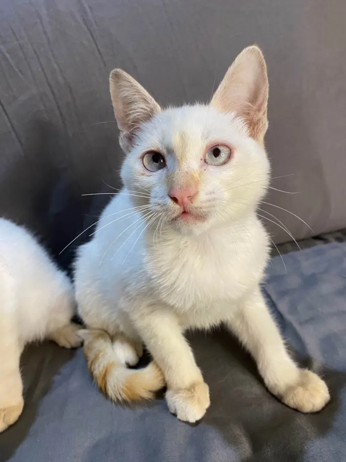Gato ra a SRD-ViraLata idade 2 a 6 meses nome Mingau 