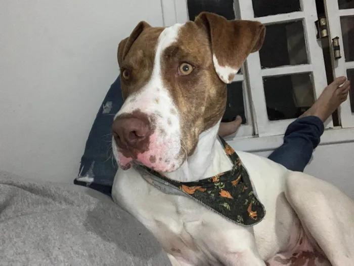 Cachorro ra a Pit-Bull idade 1 ano nome Max