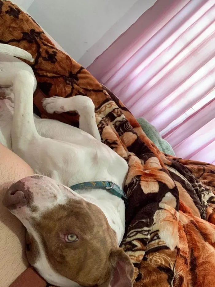 Cachorro ra a Pit-Bull idade 1 ano nome Max