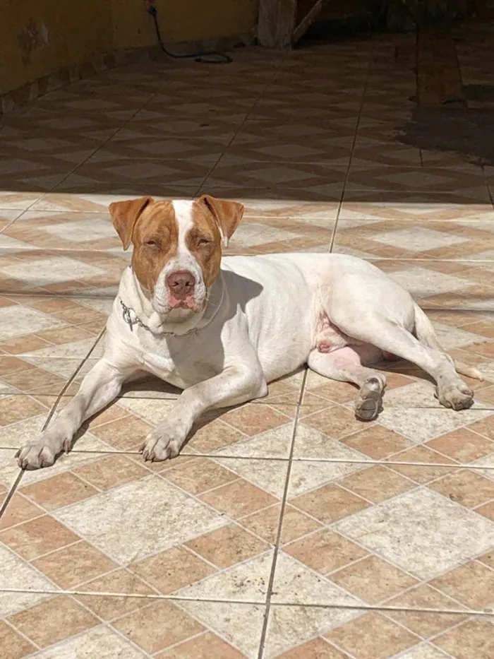 Cachorro ra a Pit-Bull idade 1 ano nome Max