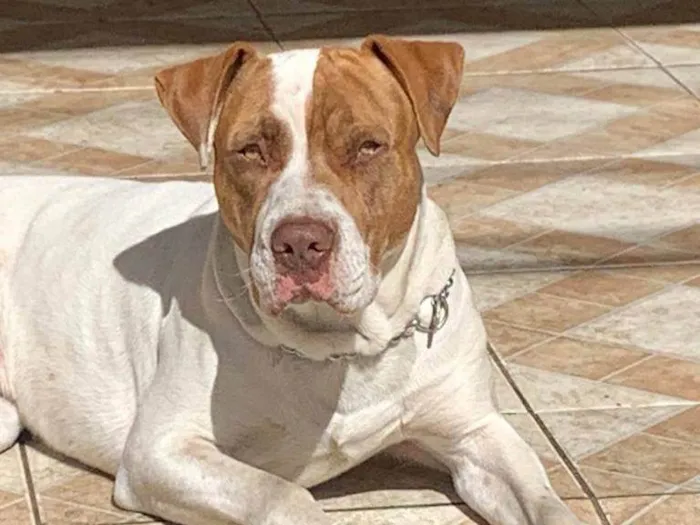 Cachorro ra a Pit-Bull idade 1 ano nome Max