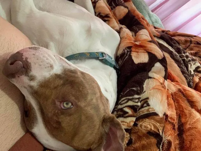 Cachorro ra a Pit-Bull idade 1 ano nome Max