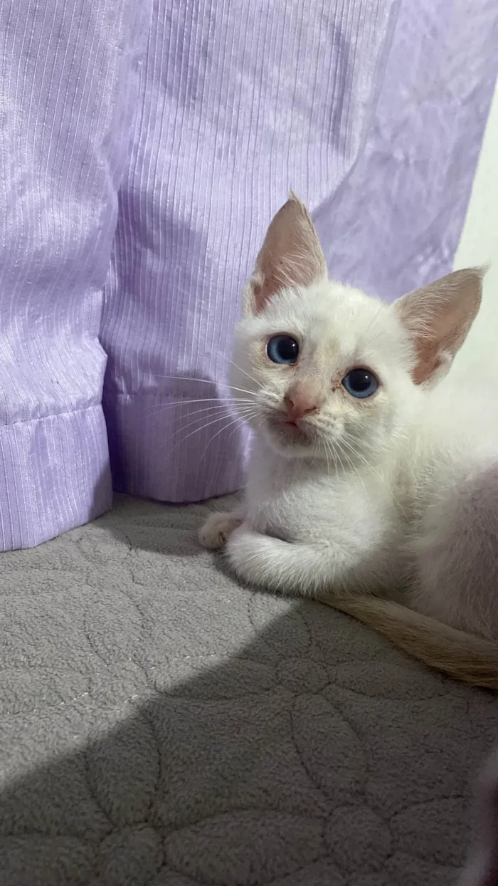 Gato ra a SRD-ViraLata idade 2 a 6 meses nome Dino