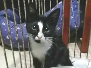 Gato raça SRD-ViraLata idade 2 a 6 meses nome TITI