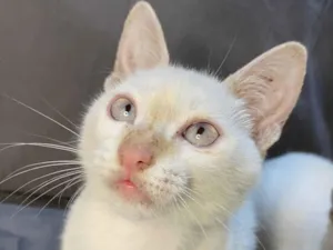 Gato raça SRD-ViraLata idade 2 a 6 meses nome Mingau 