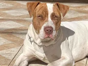 Cachorro raça Pit-Bull idade 1 ano nome Max