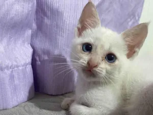 Gato raça SRD-ViraLata idade 2 a 6 meses nome Dino