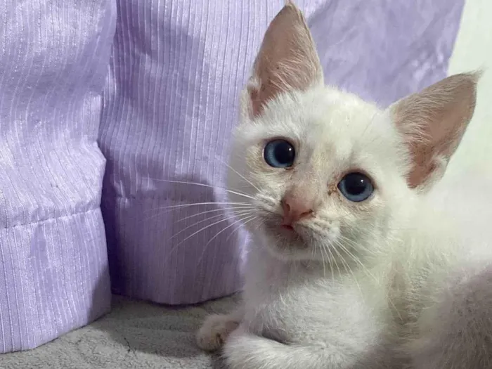 Gato ra a SRD-ViraLata idade 2 a 6 meses nome Dino