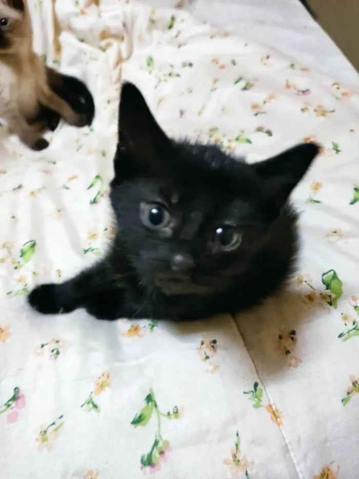 Gato raça SRD idade Abaixo de 2 meses nome Lady