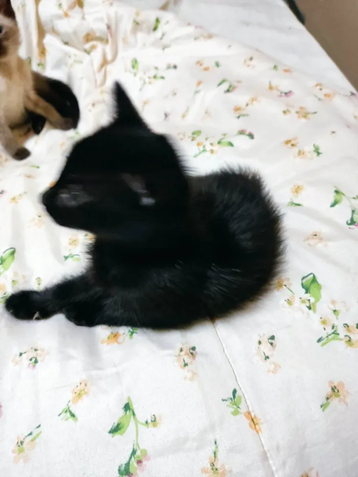 Gato raça SRD idade Abaixo de 2 meses nome Lady