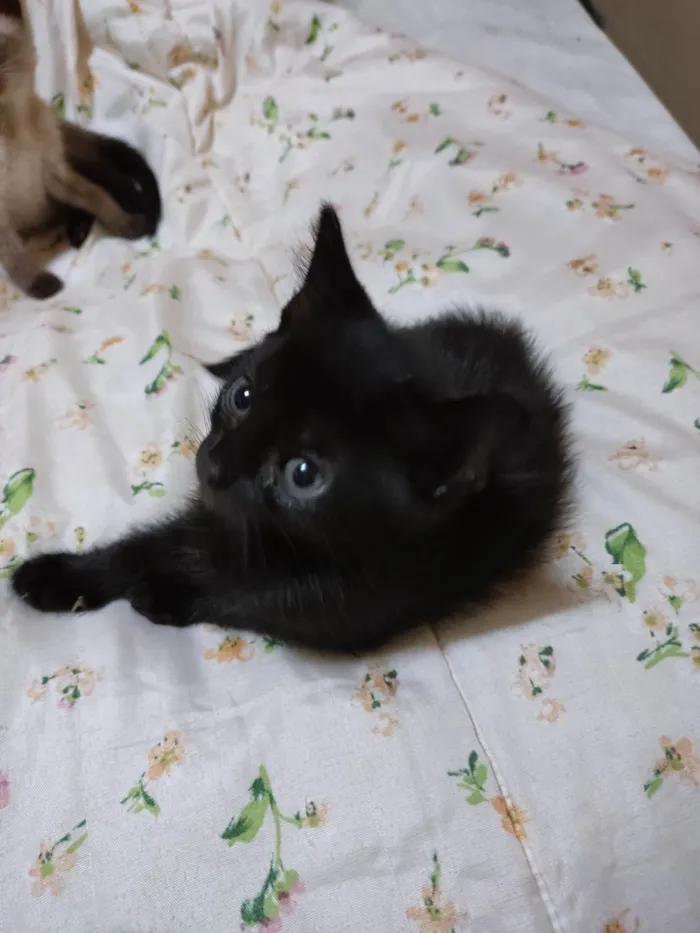 Gato raça SRD idade Abaixo de 2 meses nome Lady