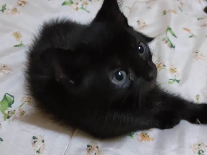 Gato raça SRD idade Abaixo de 2 meses nome Lady