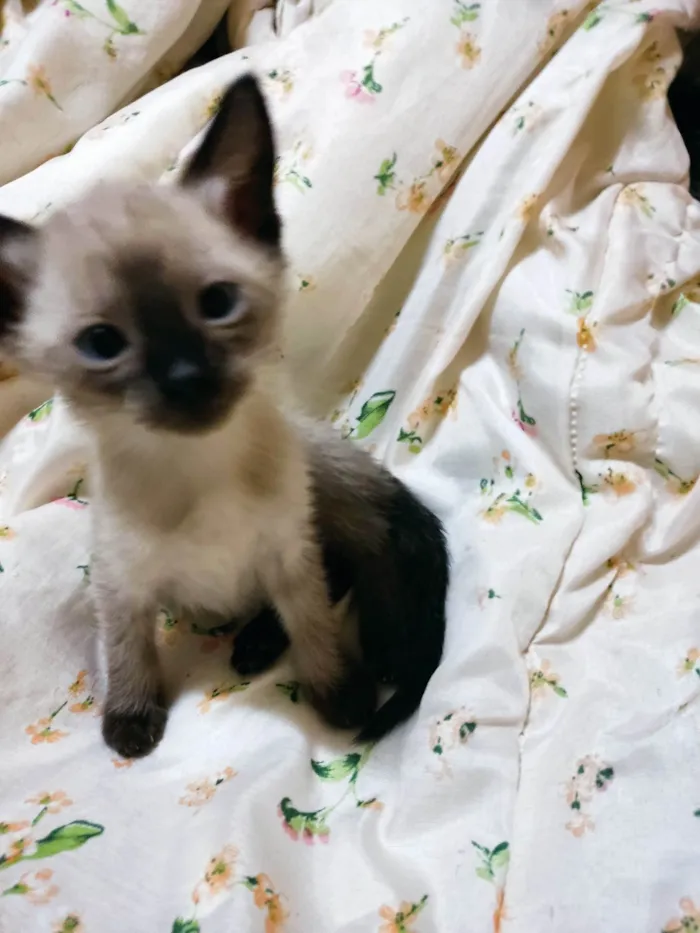 Gato raça SRD idade Abaixo de 2 meses nome Luan