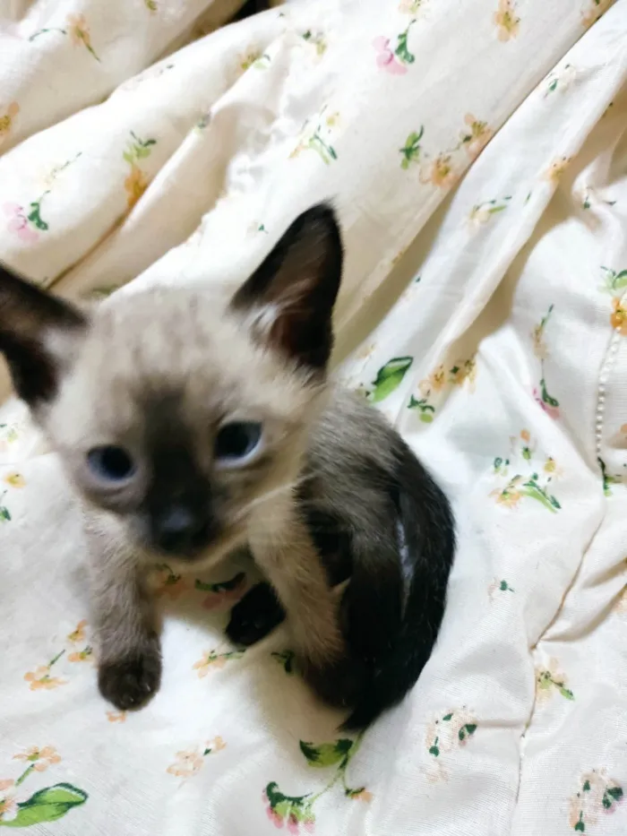 Gato raça SRD idade Abaixo de 2 meses nome Luan