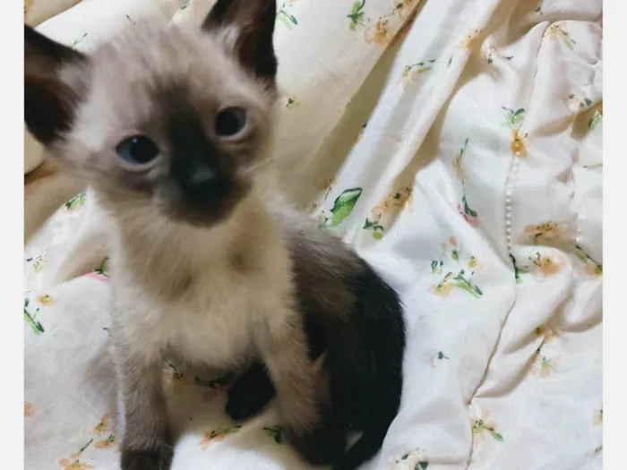 Gato raça SRD idade Abaixo de 2 meses nome Luan