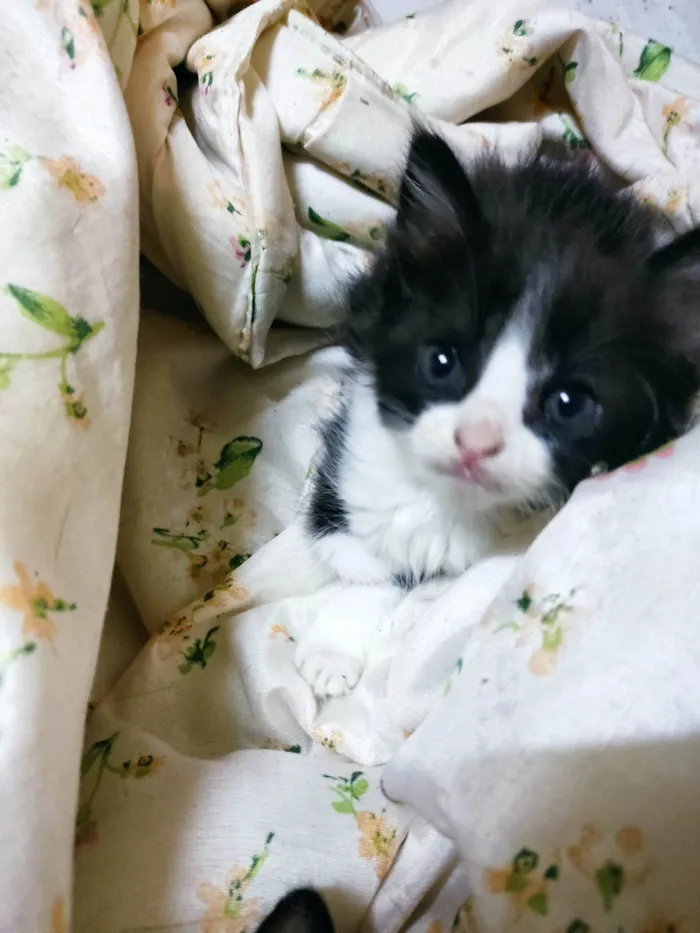 Gato raça SRD idade Abaixo de 2 meses nome Madona