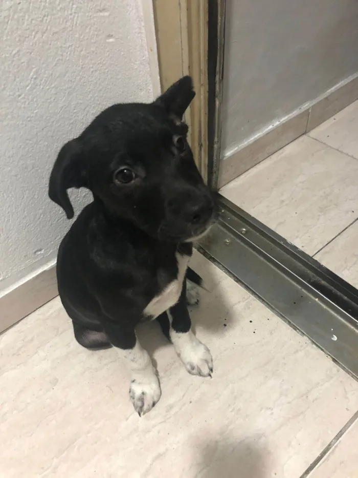 Cachorro ra a SRD-ViraLata idade 2 a 6 meses nome Petu