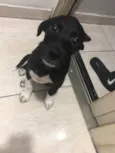 Petu
