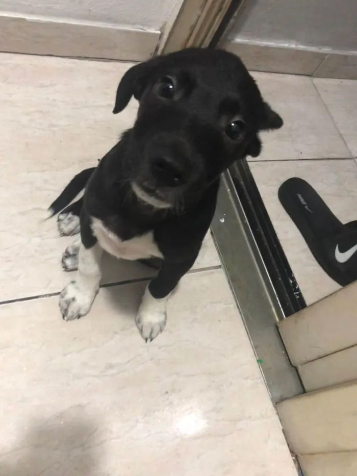 Cachorro ra a SRD-ViraLata idade 2 a 6 meses nome Petu