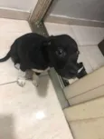 Petu