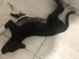 Petu