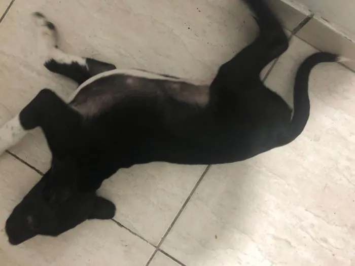 Cachorro ra a SRD-ViraLata idade 2 a 6 meses nome Petu