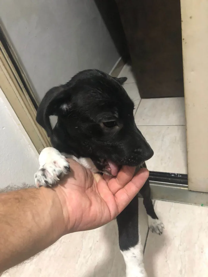 Cachorro ra a SRD-ViraLata idade 2 a 6 meses nome Petu