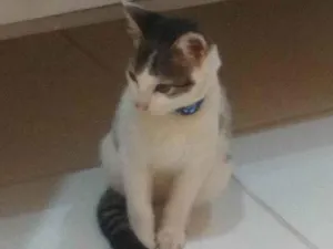 Gato raça SRD-ViraLata idade 2 a 6 meses nome TIANA