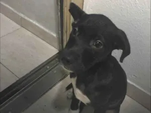 Cachorro raça SRD-ViraLata idade 2 a 6 meses nome Petu